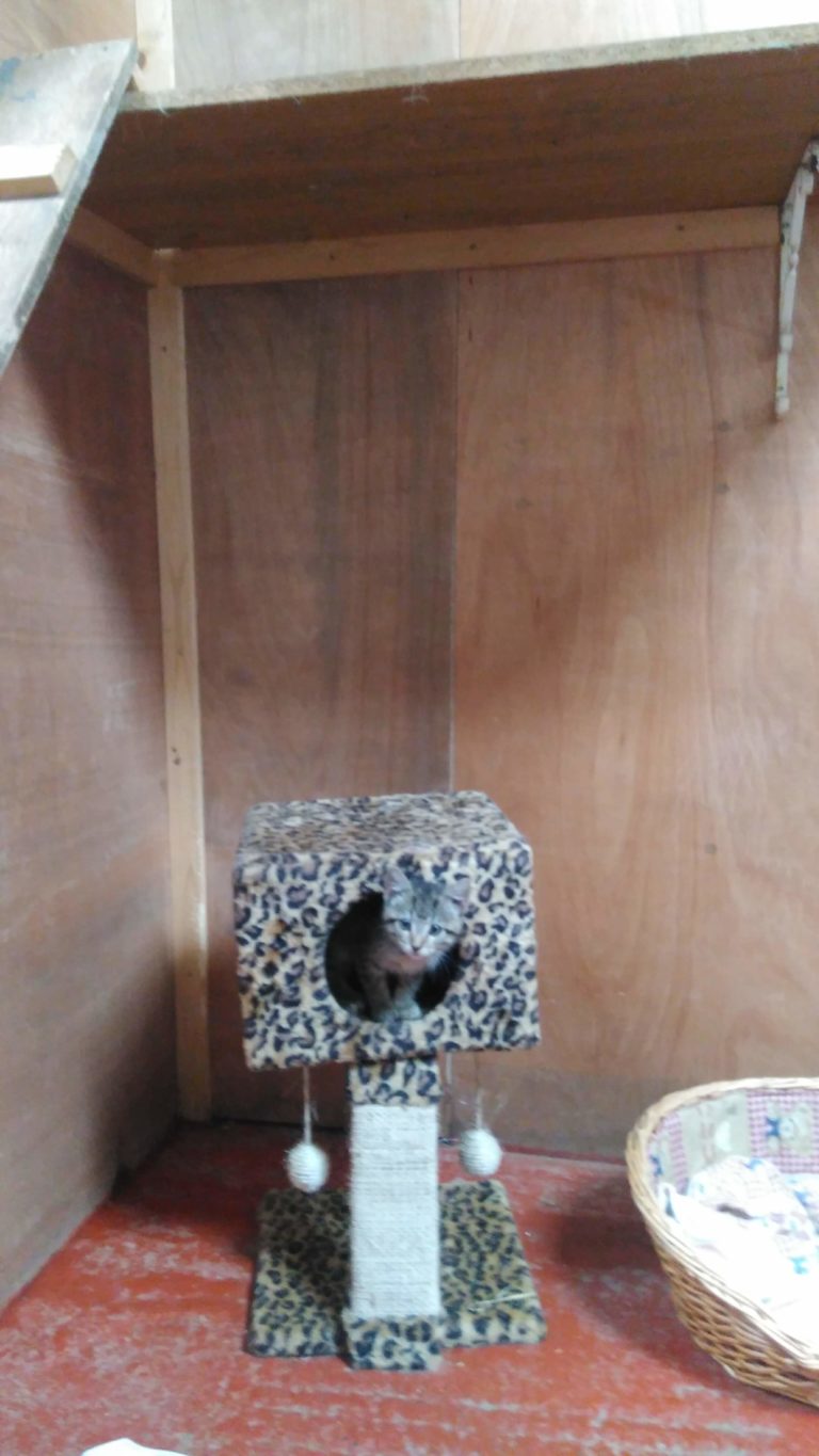 IMG 20180811 133752 Corlican Pet MotelCorlican Pet Motel img-20180811-133752-corlican-pet-motelcorlican-pet-motel